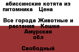 абиссинские котята из питомника › Цена ­ 15 000 - Все города Животные и растения » Кошки   . Амурская обл.,Свободный г.